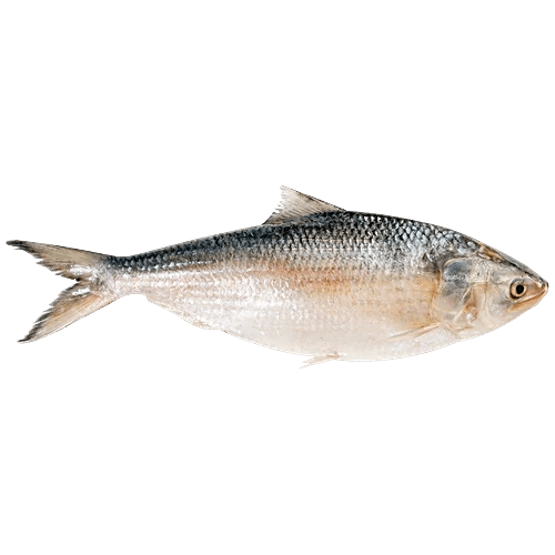 ইলিশ মাছ